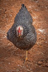 Silver Penciled Plymouth Rock