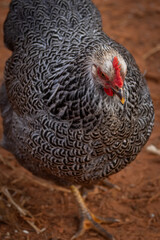 Silver Penciled Plymouth Rock