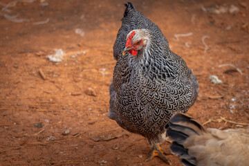 Silver Penciled Plymouth Rock