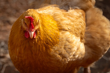 buff orpington