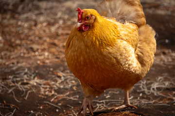 buff orpington