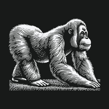 Orangutan Illustration: Detailed Engraving of a Great Ape in Black and White.