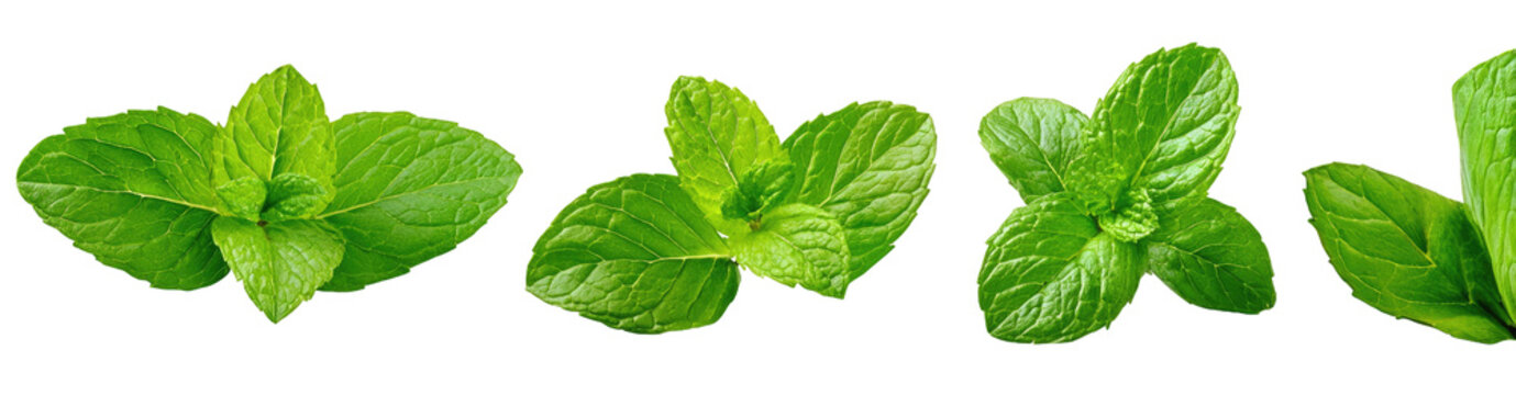 Close-up of four vibrant mint leaves