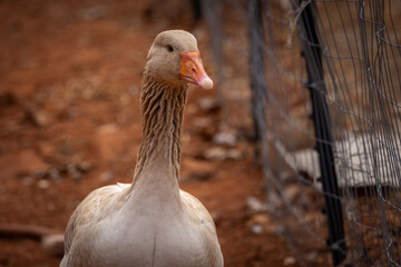 portrait of a goose