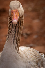 portrait of a goose