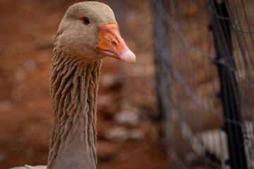 portrait of a goose