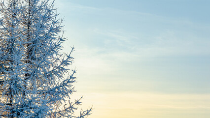 Larch tree branches covered in thick frost against sunset sky, intricate snowy patterns and golden hour lighting in cold winter landscape. Nature photography and seasonal outdoor scenery themes.