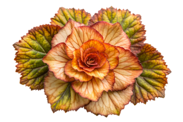 A stunning begonia plant showcasing its vibrant orange and green leaves, arranged in a beautiful rosette pattern, set against a clean white background.
