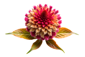 A stunning celosia flower with vibrant pink and orange petals, surrounded by green and brown leaves, isolated on a white background.
