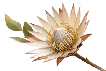 A stunning white protea flower with delicate petals and a prominent center, accompanied by green leaves, set against a clean white background.