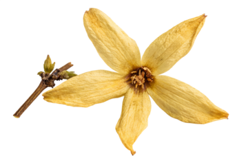 A stunning yellow flower with five petals, centered and isolated on a white background, showcasing its delicate beauty and intricate details.