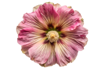 A stunning pink hollyhock flower is showcased against a pristine white background, highlighting its delicate petals and intricate details.