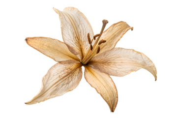 A dried lily flower with six petals, isolated on a white background. The flower has a light brown color and visible stamens.