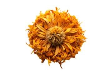A close-up image of a dried orange flower, showcasing its delicate, wilted petals and intricate details, set against a clean white background.