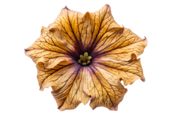 A dried brown flower with a prominent purple center is displayed against a white background, showcasing its intricate details and texture.