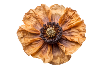 A dried poppy flower with brown and orange petals, centered on a white background, showcasing its delicate texture and intricate details.