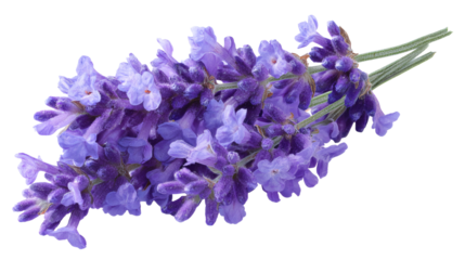 Lavender flower isolated on a white background