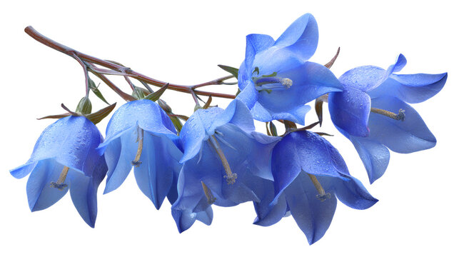 Bluebell flower isolated on a white background