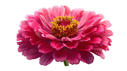 Zinnia flower isolated on a white background.