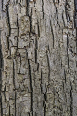 Obraz premium Szczegółowe zbliżenie na naturalną strukturę chropowatej kory starego drzewa z wyraźnymi pionowymi pęknięciami i bogatą teksturą w odcieniach szarości i brązu.