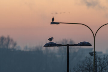 Sylwetki ptaków odpoczywających na miejskich latarniach o świcie, na tle pastelowego, zamglonego nieba i zarysu miasta. © Henryk Niestrój