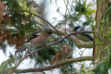 Zięba zwyczajna (Fringilla coelebs) siedząca na gałązkach drzewa iglastego, zbliżenie na dzikiego ptaka w jego naturalnym leśnym środowisku. © Henryk Niestrój
