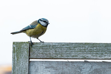 Sikorka modraszka (Cyanistes caeruleus) siedząca na cienkiej gałęzi drzewa. Zbliżenie na małego dzikiego ptaka o charakterystycznym ż&oacute;łtym upierzeniu i niebieskiej czapeczce na jasnym, rozmytym tle ty