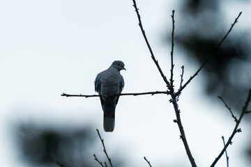 Samotny gołąb grzywacz siedzący na cienkiej, bezlistnej gałęzi drzewa na tle jasnego, zachmurzonego nieba. © Henryk Niestrój