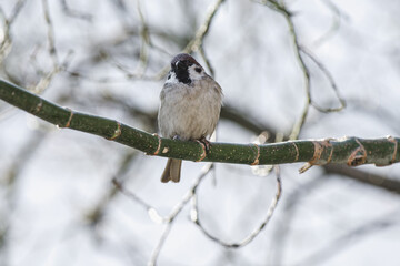Mazurek (Passer montanus) siedzący na cienkiej, zielonej gałęzi, ukazujący detale upierzenia małego ptaka na tle rozmytych gałęzi drzew w naturalnym środowisku.