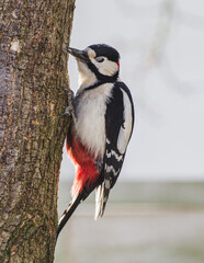 Dzięcioł duży (Dendrocopos major) siedzący na pniu drzewa w lesie, zbliżenie na detale kolorowego upierzenia ptaka w naturalnym środowisku.