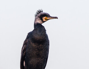Portret kormorana zwyczajnego (Phalacrocorax carbo) na jasnym tle, ukazujący detale ciemnego upierzenia i charakterystyczny dziób ptaka wodnego w zbliżeniu. © Henryk Niestrój