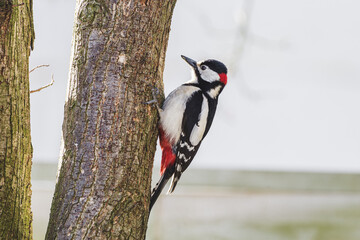Dzięcioł duży (Dendrocopos major) siedzący na pniu drzewa w lesie, zbliżenie na detale kolorowego upierzenia ptaka w naturalnym środowisku.
