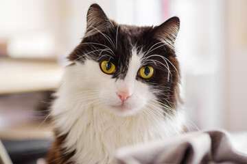 Portret czarno-białego długowłosego kota o ż&oacute;łtych oczach na jasnym tle