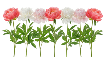 Colorful Peony Flowers Arrangement Isolated on White Background