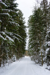 Śnieżna i mrożna zima w Puszczy Knyszyńskiej, Podlasie, Polska