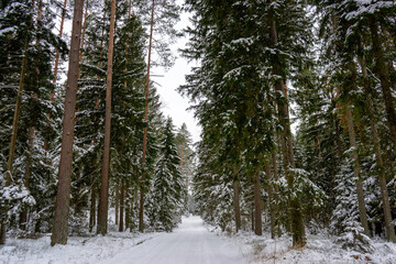 Śnieżna i mrożna zima w Puszczy Knyszyńskiej, Podlasie, Polska © podlaski49
