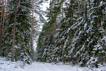 Śnieżna i mrożna zima w Puszczy Knyszyńskiej, Podlasie, Polska