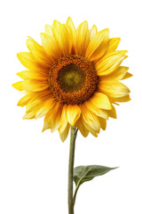 Close-up of a vibrant yellow sunflower against a black background.  Detailed petals and a dark-brown central disc are visible.  A green stem and leaves are also present