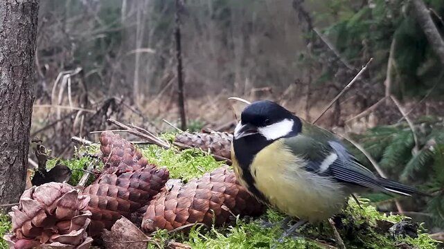 great tit parus major