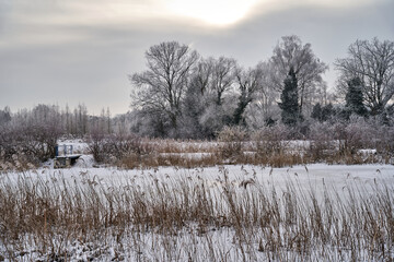 Snow-covered reeds and trees on the shore of a lake in the forest