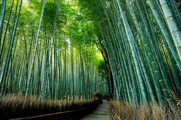 Empty Arashiyama Bamboo Grove in early morning: Path of green bamboo forest in Kyoto, Japan - No people.