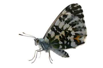 Euchloe butterfly, mottled wings on transparent background