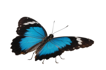 Striking blue butterfly with black and white markings