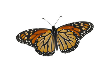 Fototapeta premium Monarch butterfly with open wings on transparent background