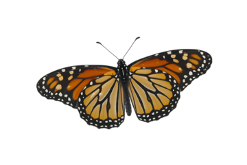 Monarch butterfly with open wings on transparent background