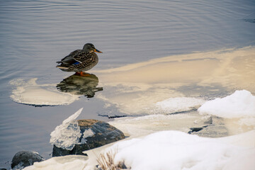 Female duck on drifting ice island in river © Neils