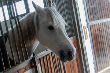 White horse looking out of a stable stall with natural light and wooden interior