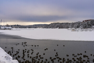 Numerous ducks, geese, swans swim in the open water on the lake or in the bay in winter. Water birds winter in Europe and need to be fed.