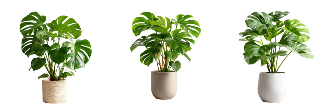 Set of Lush monstera plant in a white ceramic pot with broad vibrant green leaves on transparent png background. Ai generated