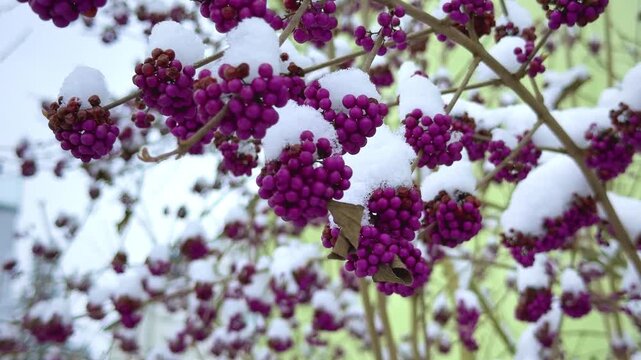 Callicarpa bodinieri ( beautyberry Lamiaceae or Bodinier's beauty berry, American beautyberry, Callicarpa americana)  ) purple berries  in winter